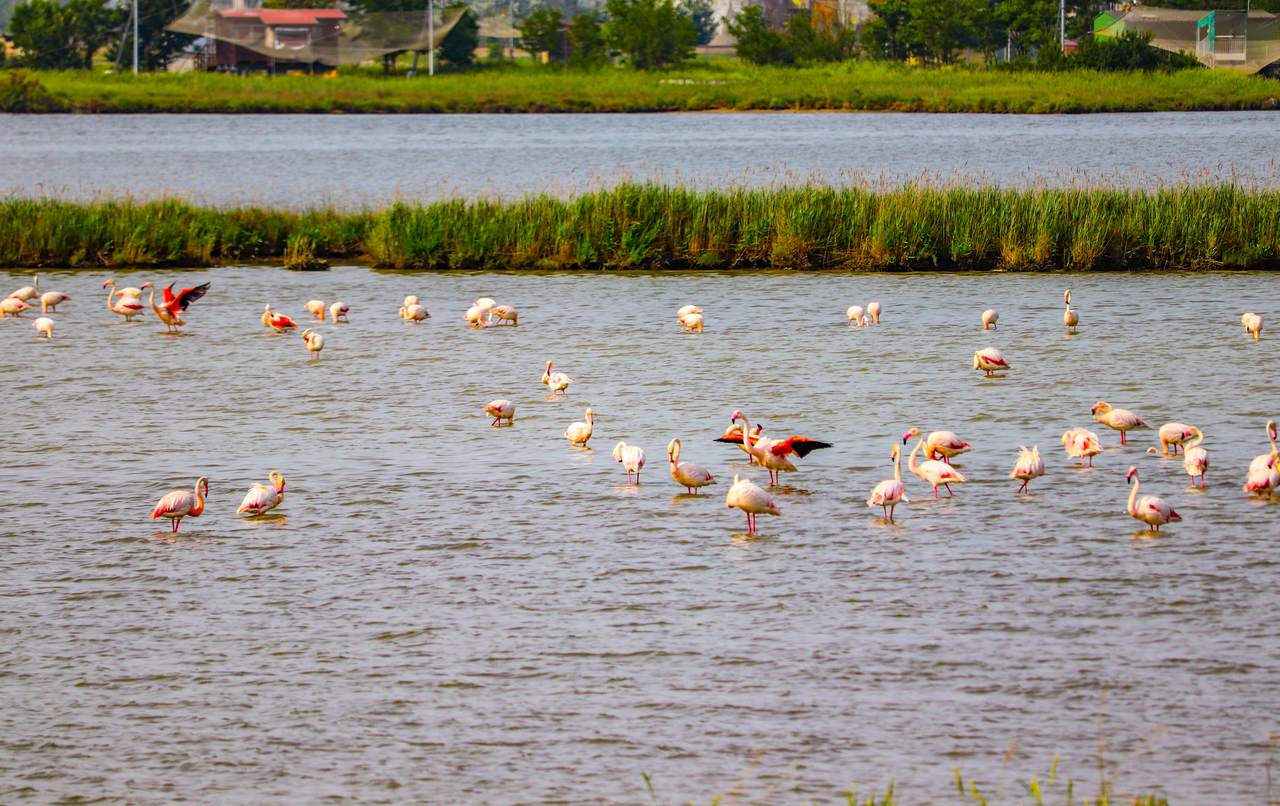 Ravenna Flamingos