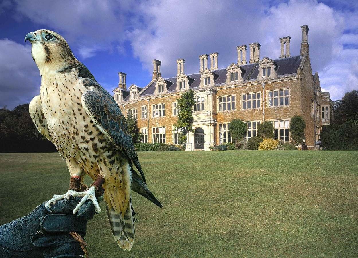 Falcon Holdenby House, Northamptonshire