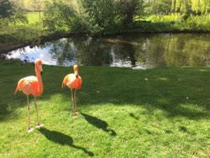 Coton Manor Flamingos